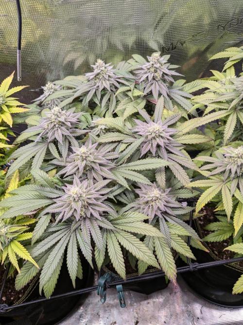Northern Lights & Critical. Week 18