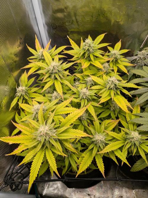 Northern Lights & Critical. Week 18