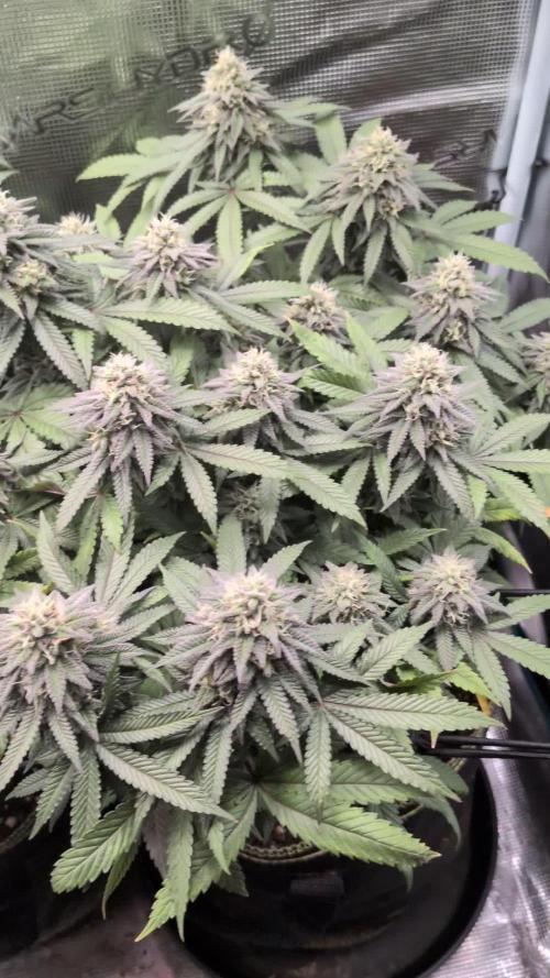 Northern Lights & Critical
