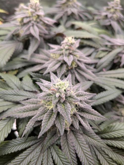 Northern Lights & Critical. Week 19