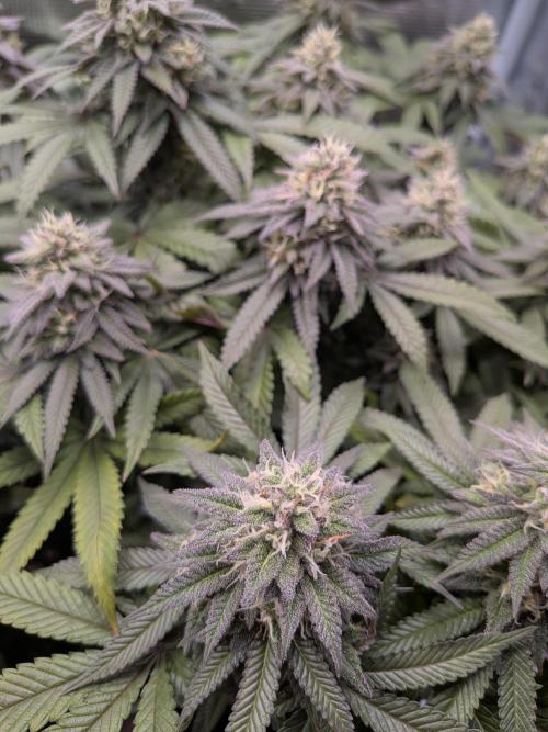Northern Lights & Critical. Week 19