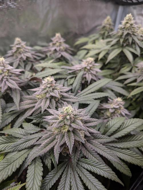 Northern Lights & Critical. Week 19