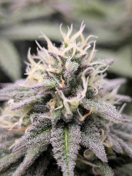Northern Lights & Critical. Week 19