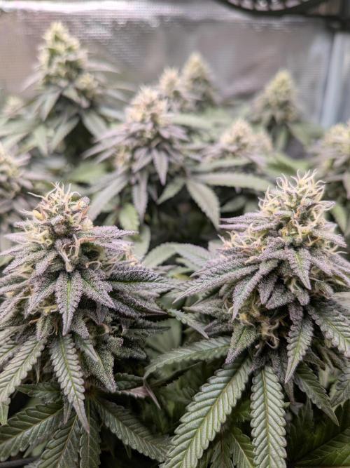 Northern Lights & Critical. Week 19