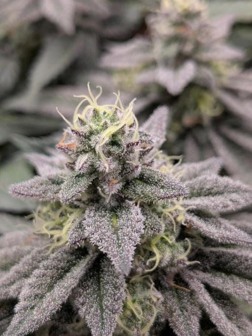Northern Lights & Critical. Week 19