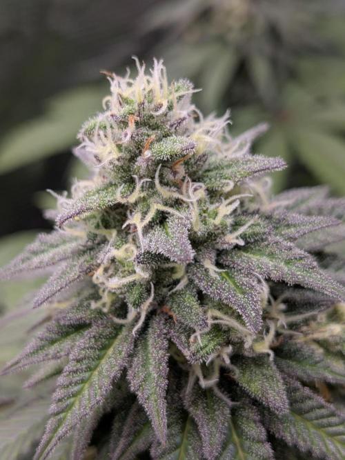 Northern Lights & Critical. Week 19
