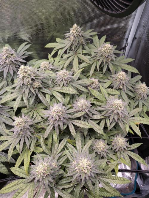 Northern Lights & Critical. Week 19