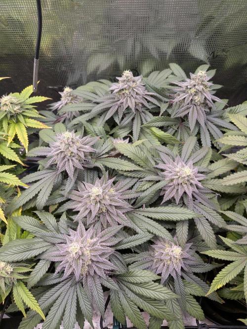 Northern Lights & Critical. Week 19