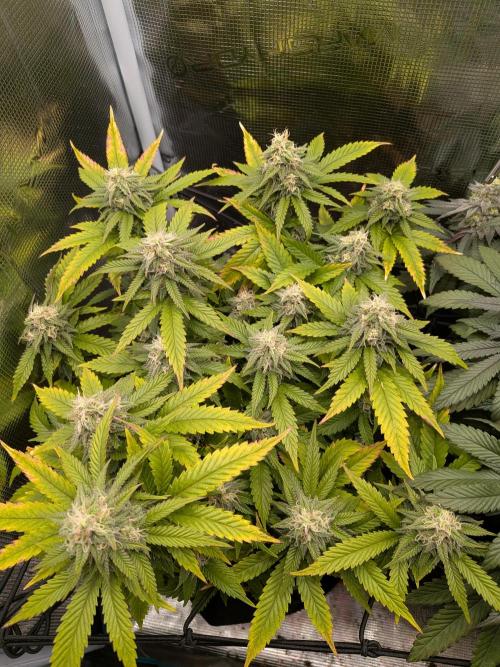 Northern Lights & Critical. Week 19