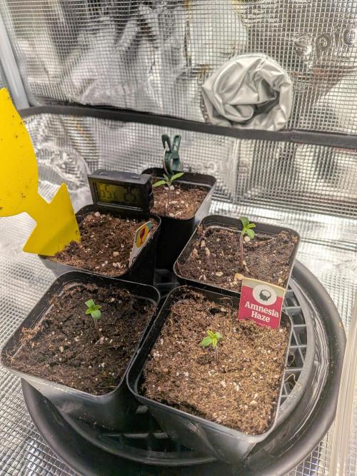 Amnesia Haze. Week 0