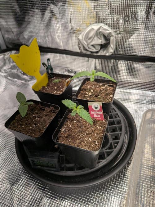 Amnesia Haze. Week 1