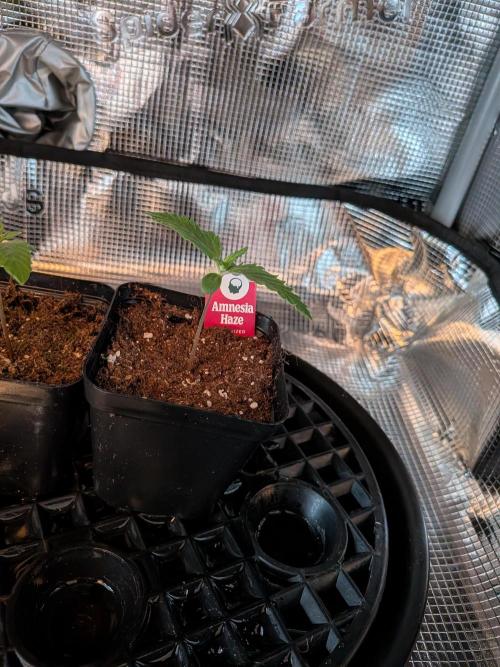 Amnesia Haze. Week 1