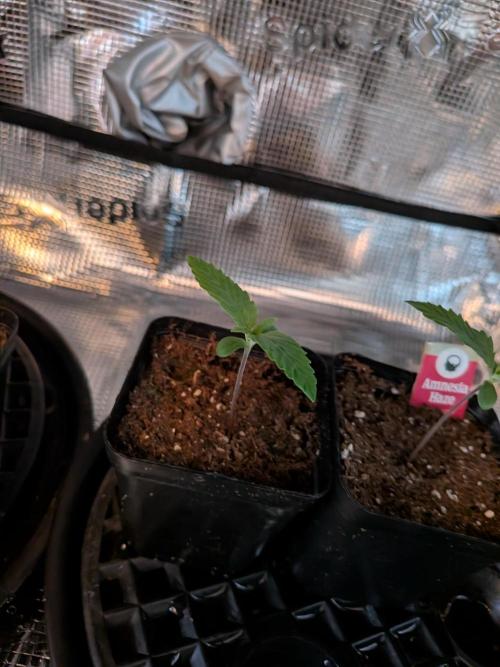 Amnesia Haze. Week 1