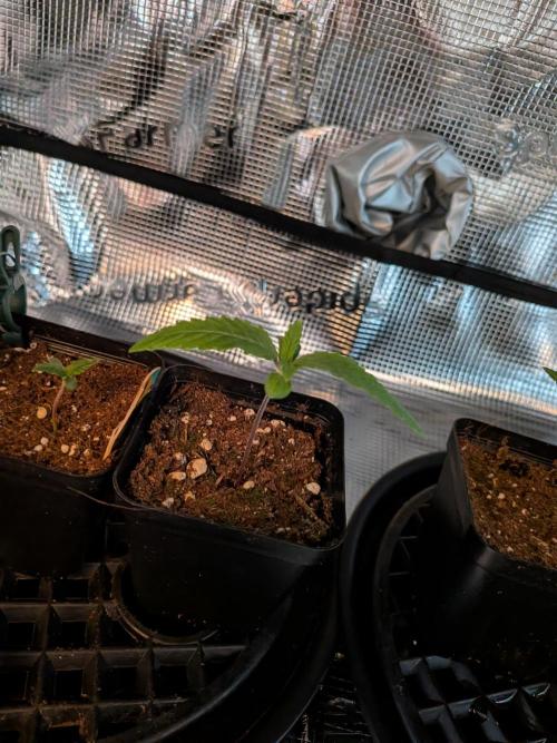 Amnesia Haze. Week 1