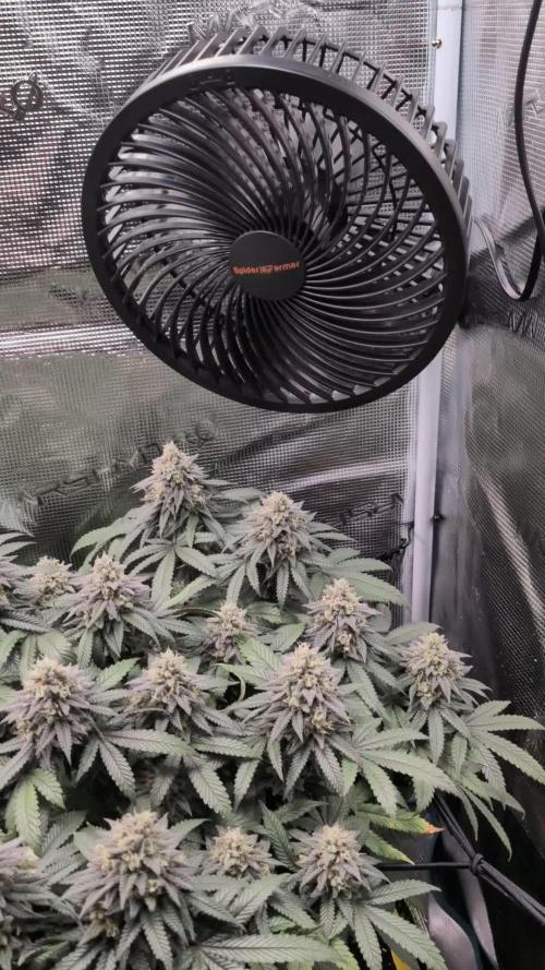 Northern Lights & Critical