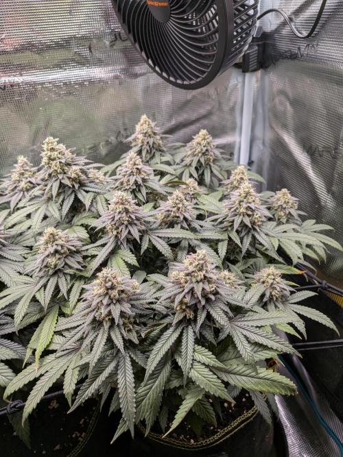 Northern Lights & Critical. Week 20