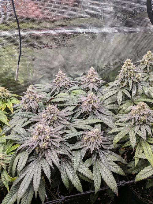 Northern Lights & Critical. Week 20