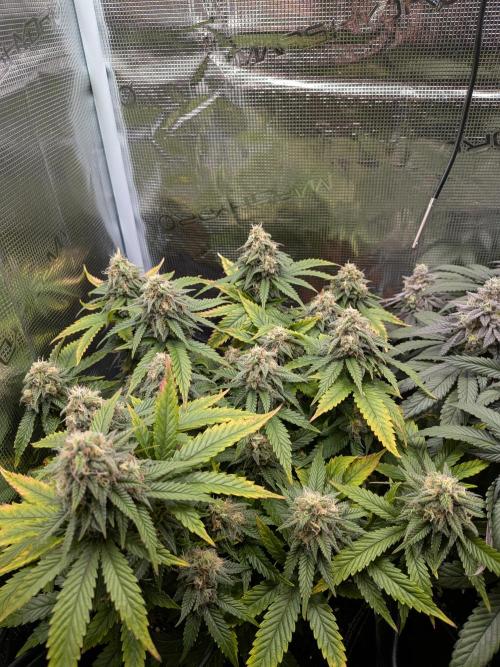 Northern Lights & Critical. Week 20
