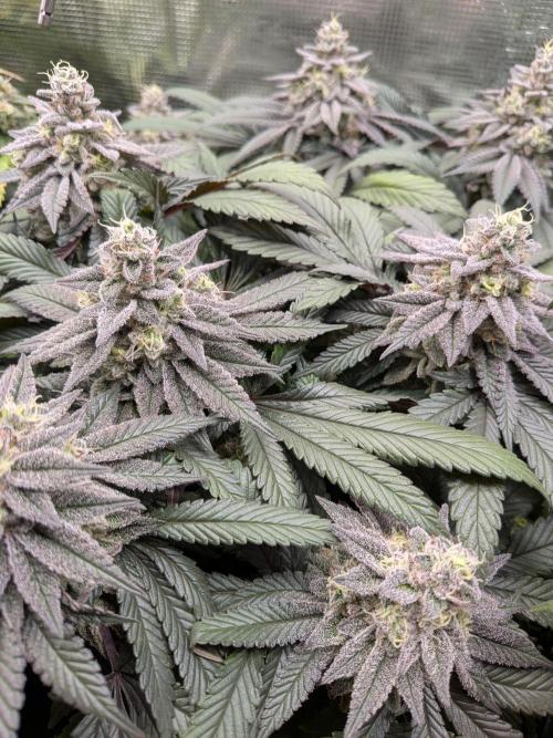 Northern Lights & Critical. Week 20