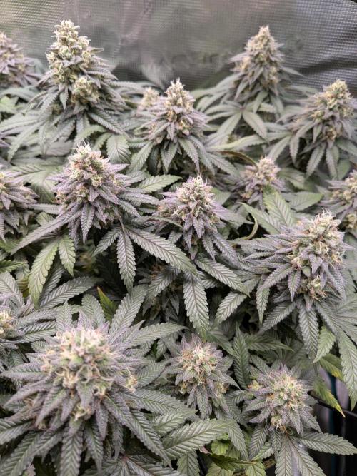 Northern Lights & Critical. Week 20