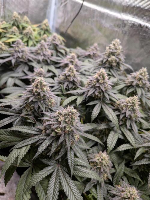 Northern Lights & Critical. Week 20