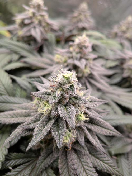 Northern Lights & Critical. Week 20