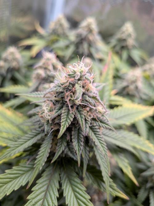 Northern Lights & Critical. Week 20