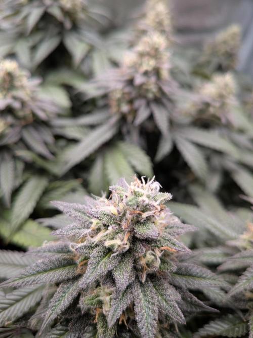 Northern Lights & Critical. Week 20