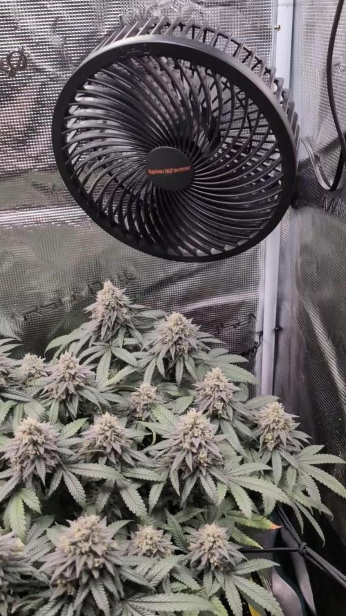 Northern Lights & Critical