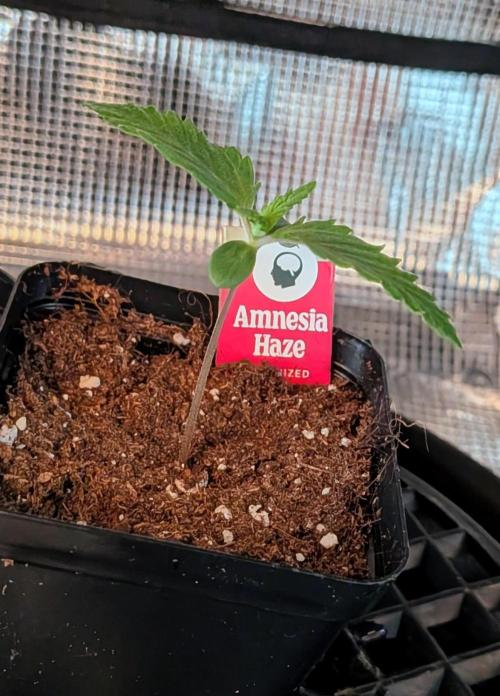 Amnesia Haze. Week 1