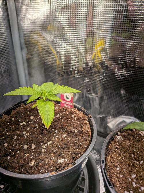 Amnesia Haze. Week 2