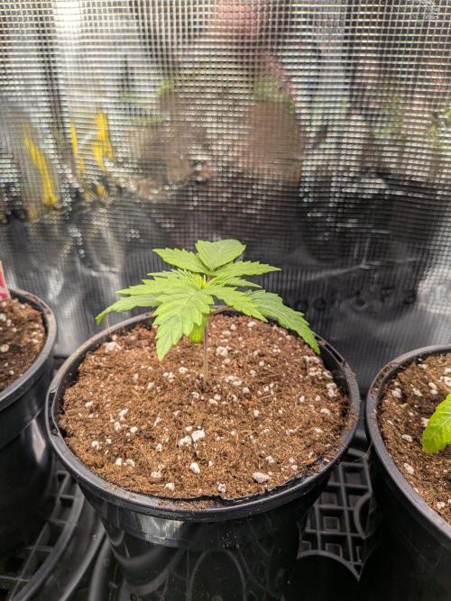 Amnesia Haze. Week 2