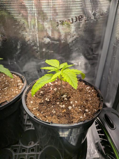 Amnesia Haze. Week 2