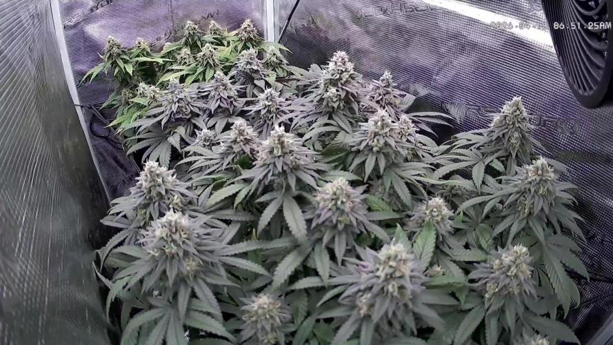 Northern Lights & Critical