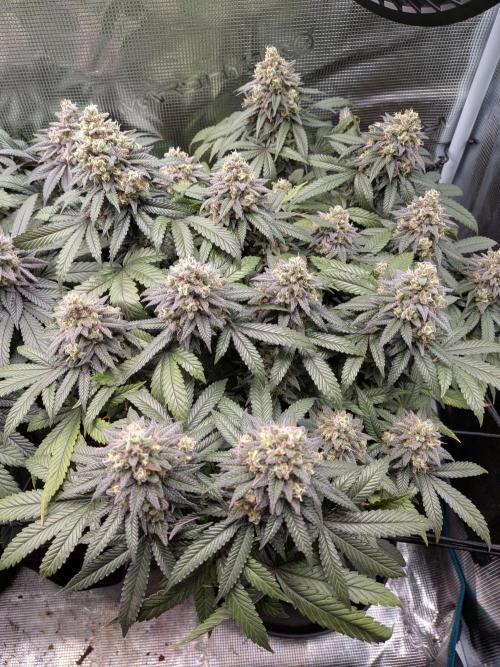 Northern Lights & Critical. Week 21