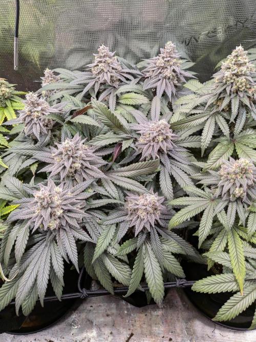 Northern Lights & Critical. Week 21