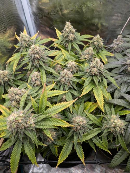 Northern Lights & Critical. Week 21