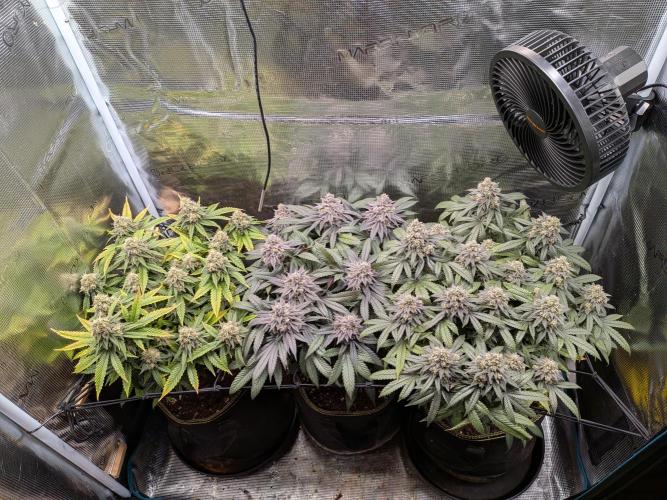 Northern Lights & Critical. Week 21