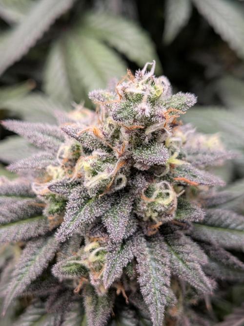 Northern Lights & Critical. Week 21