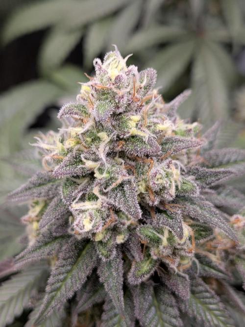 Northern Lights & Critical. Week 21