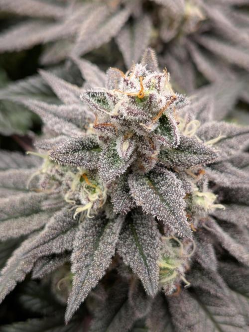 Northern Lights & Critical. Week 21
