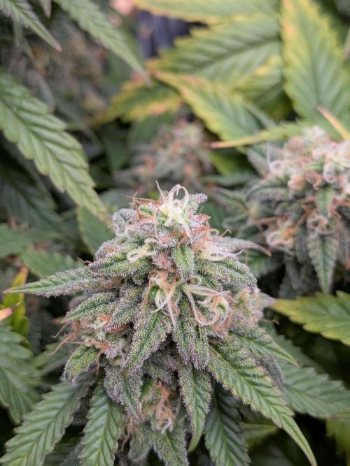 Northern Lights & Critical. Week 21