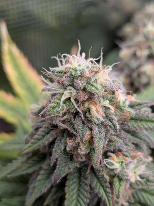 Northern Lights & Critical. Week 21