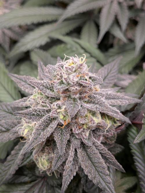 Northern Lights & Critical. Week 21