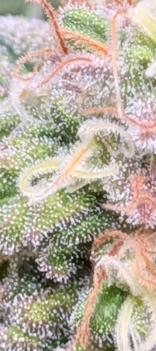 Northern Lights & Critical. Week 21