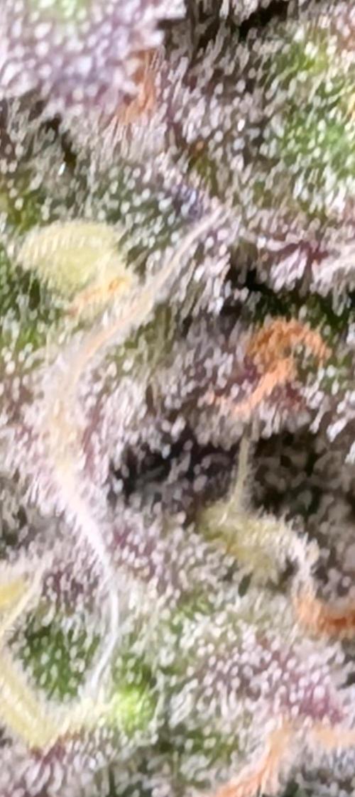 Northern Lights & Critical. Week 21