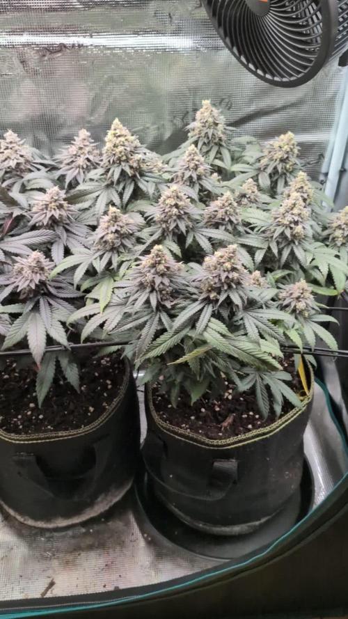 Northern Lights & Critical
