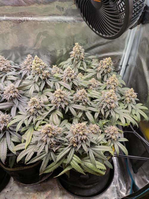 Northern Lights & Critical. Week 22