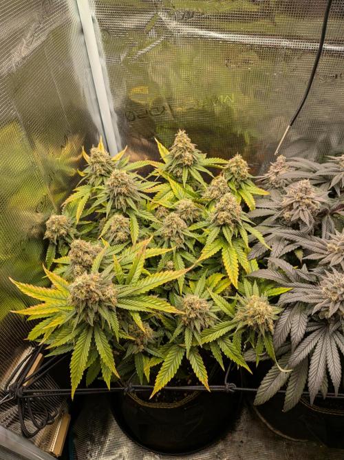 Northern Lights & Critical. Week 22