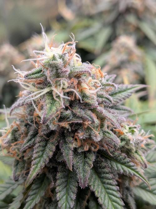 Northern Lights & Critical. Week 22
